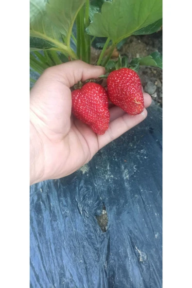 YAYLA TARIM 100 Adet Çilek Fidanı ( Albion) Firigo Taze Söküm 12 Ay Dikim.garantili Çins...faturalı ürün görseli 1