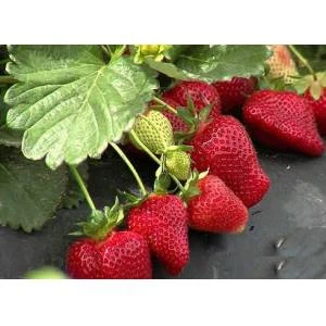 YAYLA TARIM 300 ADET ÇİLEK FİDESİ ( ALBİON YRDİVEREN ) SOĞUK İKLİM 12 AY DİKİM YAPILABİLİR ürün görseli 1
