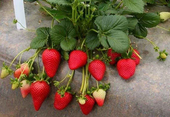 YAYLA TARIM 1000 ADET ÇİLEK FİDESİ ( SANADREAS ) GARANTİLİ YEDİVEREN AÇIK KÖK 12 AY DİKİM YAPABİLİRSİNİZ ürün görseli 1