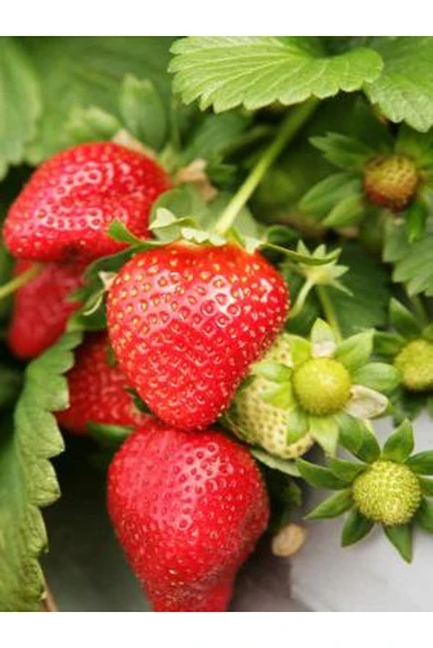 NET TARIM 1.000 Adet Rubygem Açık Köklü Yediveren Çilek Fidesi ürün görseli 1