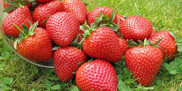 YAYLA TARIM 1000 ADET ÇİLEK FİDESİ ( RUBİGEN ) SOĞUK İKLİM YEDİVEREN AÇIK KÖK 12 AY DİKİM YAPABİLİRSİNİZ ürün görseli 1