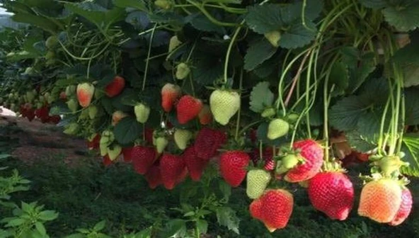 YAYLA TARIM 1000 ADET ÇİLEK FİDESİ ( FESTİVAL ) GARANTİLİ YEDİVEREN AÇIK KÖK 12 AY DİKİM YAPABİLİRSİNİZ ürün görseli 1