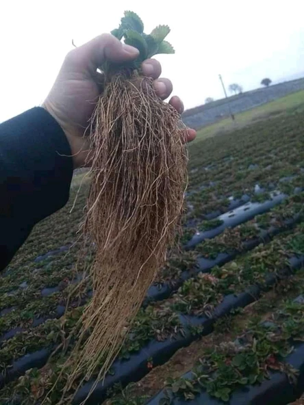 YAYLA TARIM 200 ADET ÇİLEK FİDESİ ( ALBİON YRDİVEREN ) SOĞUK İKLİM 12 AY DİKİM YAPILABİLİR ürün görseli 1