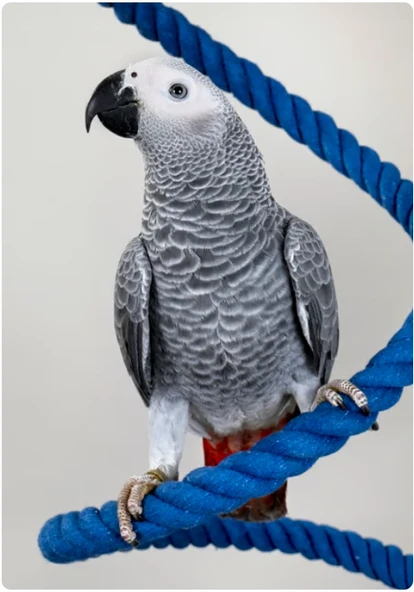 PİSTTACUS PARROT MAINTENANCE 3kg - Resim 5