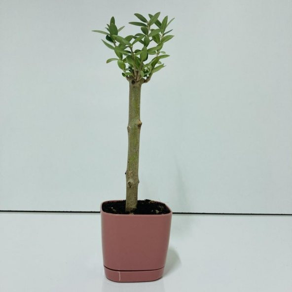 Pembe Lüx Saksıda Hediyelik Minyatür Bonsai Zeytin Fidanı (Ücretsiz Kargo) ürün görseli 1