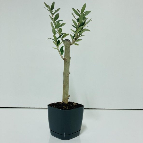 Siyah Lüx Saksıda Hediyelik Minyatür Bonsai Zeytin Fidanı (Ücretsiz Kargo) ürün görseli 1