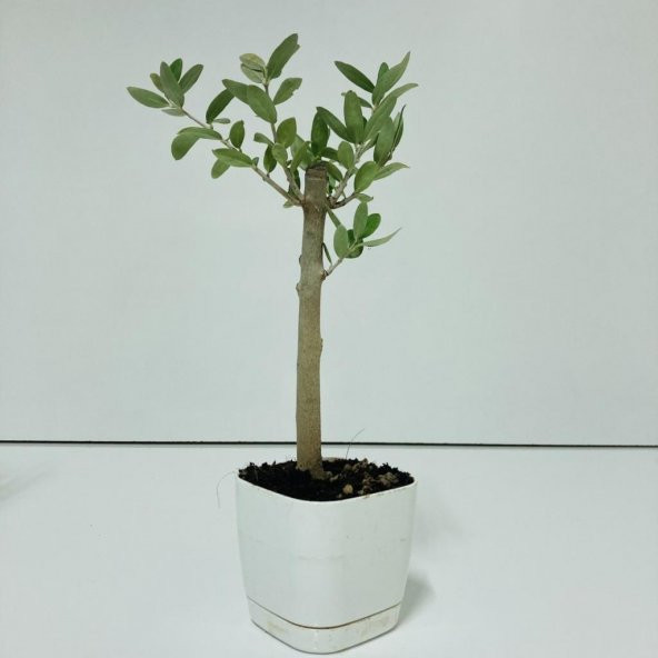 Beyaz Lüx Saksıda Hediyelik Minyatür Bonsai Zeytin Fidanı (Ücretsiz Kargo) ürün görseli 1