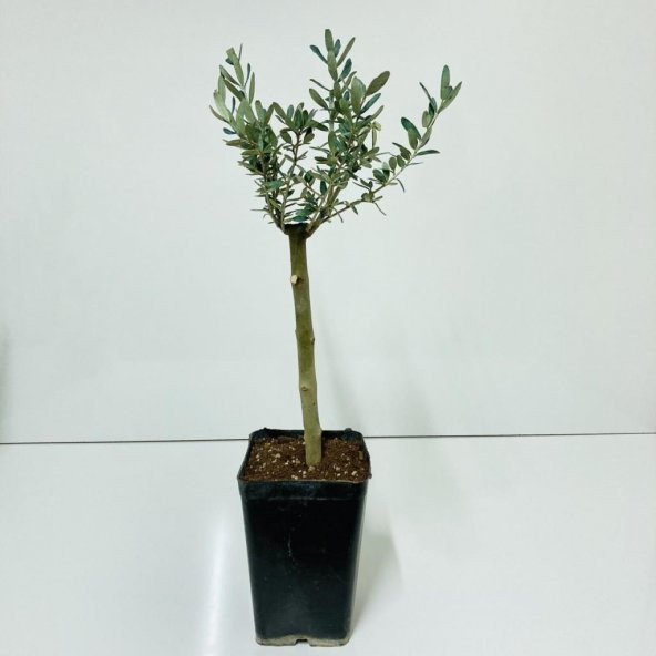 Siyah 14x20 cmlik Saksıda Hediyelik Minyatür Bonsai Zeytin Fidanı (Ücretsiz Kargo) ürün görseli 1