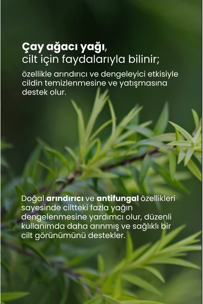 Tto Öay Ağacı Yağı 10ml - Resim 3