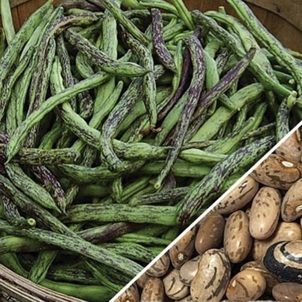 YERLİ ÇİLLİ KIZ OTURAK FASULYE TOHUMU 500 GR ürün görseli 1
