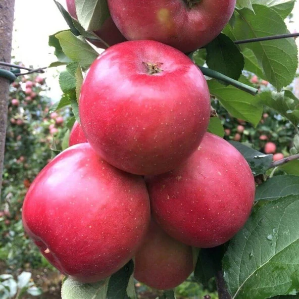 3 YAŞ TÜPLÜ FUJİ ELMA FİDANI BOY 150-180 CM ürün görseli 1