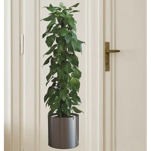 Saksılı Bitki Tasarımlı Yapışkanlı Sticker Resim 90*30 cm MC-665 ürün görseli 1