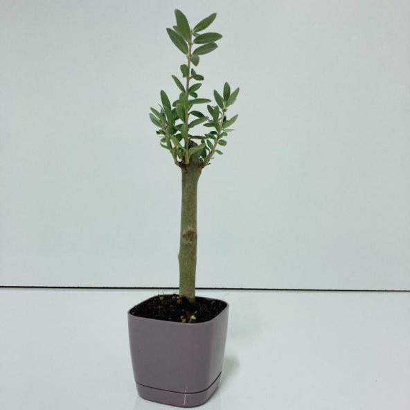 Mor Lüx Saksıda Bonsaiye Uygun Hediyelik Zeytin Fidanı (Bedava Kargo) ürün görseli 1