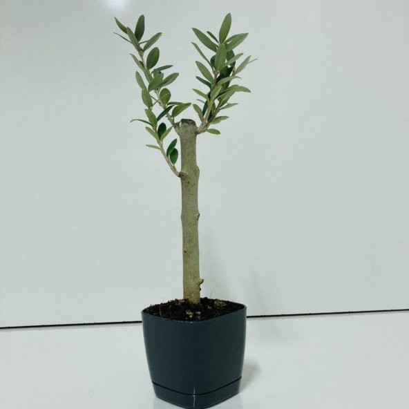 Siyah Lüx Saksıda Bonsaiye Uygun Hediyelik Zeytin Fidanı ürün görseli 1