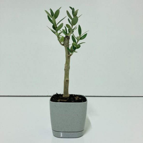 Gri Lüx Saksıda Bonsaiye Uygun Hediyelik Zeytin Fidanı ürün görseli 1
