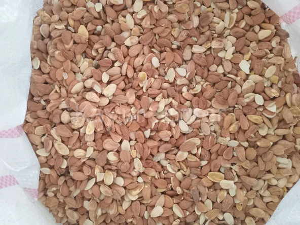 Toptan Kırık Tatlı Kayısı Çekirdeği  25 Kg ürün görseli 1