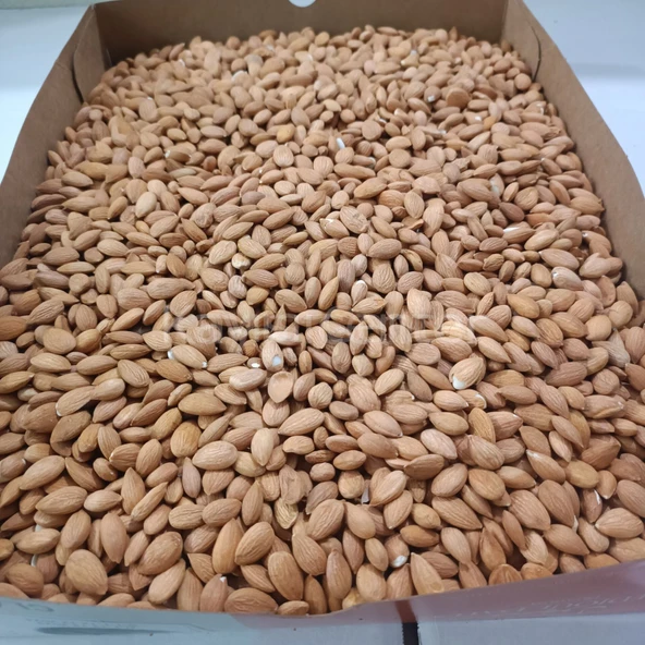 Toptan Kayısı Çekirdeği 25 Kg ürün görseli 1