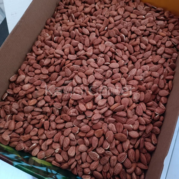 Toptan Gün Kurusu Kayısı Çekirdeği 25 Kg ürün görseli 1