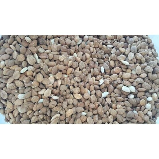 Toptan Acı Kayısı Çekirdeği 25 Kg ürün görseli 1