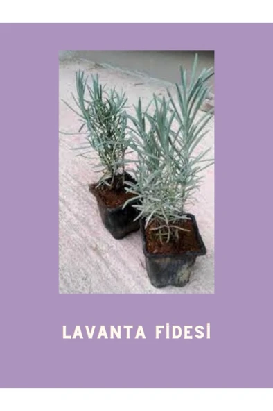 Yoğun Kokulu Aromatik Lavanta Fidanı 10-20 cm ürün görseli 1