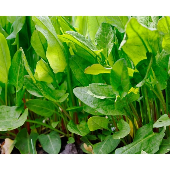 Arzuman Kuzukulağı (Ekşiotu) 5 Gram ürün görseli 1