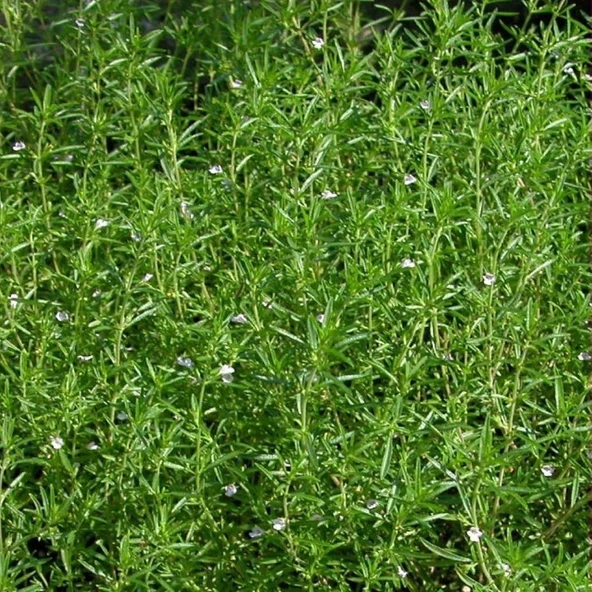 Arzuman Kekik Tohumu Yerli Satureja Hortensis 100 Adet ürün görseli 1
