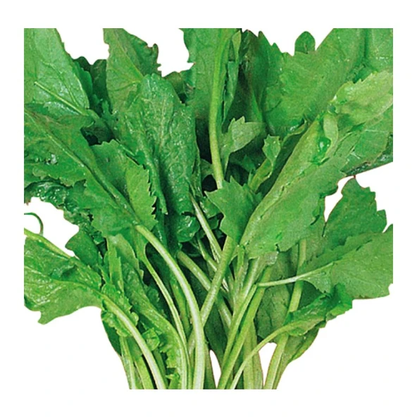Arzuman Tere Geniş Yaprak (Helen) 10 Gram ürün görseli 1