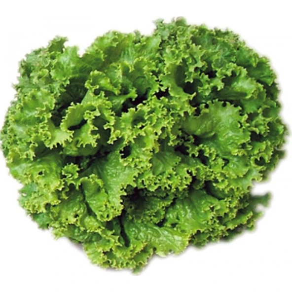 Arzuman Arapsaçı Kıvırcık Marul 10 Gram ürün görseli 1