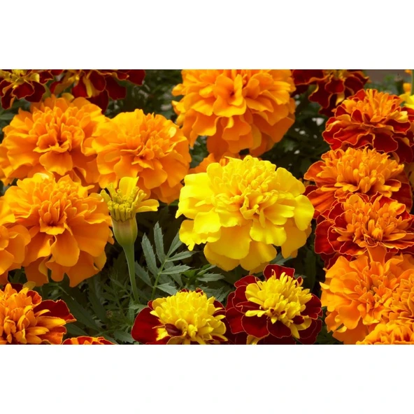 Arzuman Karagöz Çiçeği (Tagetes) 50 Adet ürün görseli 1