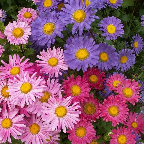 Arzuman Aster 50 Adet ürün görseli 1
