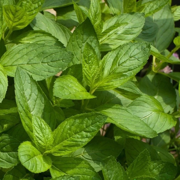 Arzuman Nane  Tohumu Yerli Mentha 100 Adet ürün görseli 1