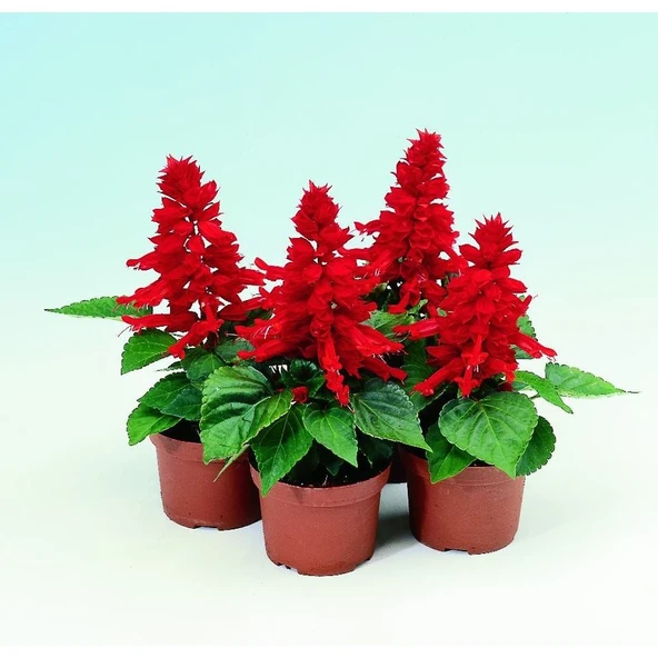 Arzuman Ateş Çiçeği (Salvia Splendes) 30 Adet ürün görseli 1