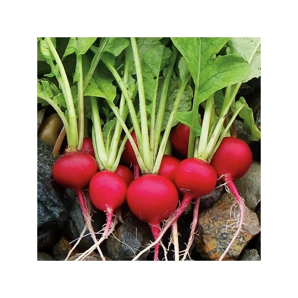 Arzuman Fındık Turp Cherrybelle 10 Gram ürün görseli 1