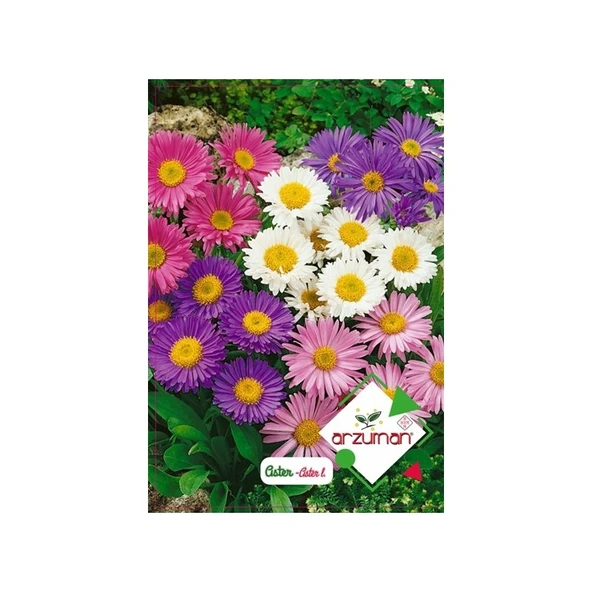 Arzuman Süs Bitki Aster Çiçek Tohumu ürün görseli 1