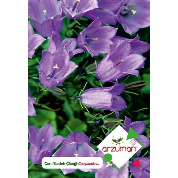 Arzuman Kadeh - Çan (Campanula L.) Çiçek Tohumu 100 Adet ürün görseli 1
