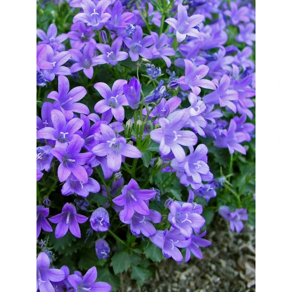 Arzuman Çan Kadeh Çiçeği (Campanula) 100 Adet ürün görseli 1