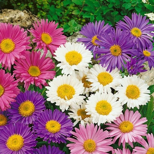 Arzuman Aster Tohumu Yerli Aster L. 50 Adet ürün görseli 1