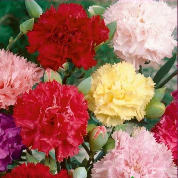 Arzuman Karanfil  Tohumu Yerli Dianthus Caryophyllus 100 Adet ürün görseli 1