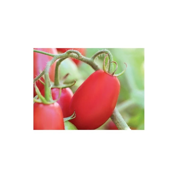 Domates Rıo Grande Tohumu (5 Gr) ürün görseli 1