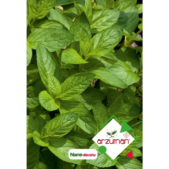 Arzuman Nane (Mentha) Çiçek Tohumu 100 Adet ürün görseli 1