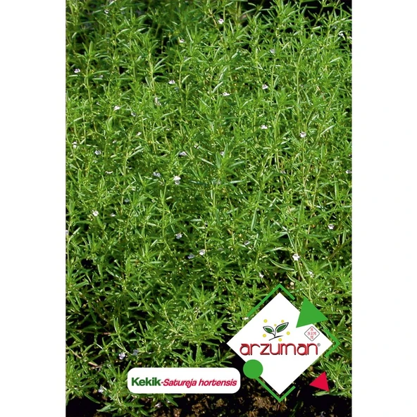 Arzuman Kekik (Satureja Hortensis) Çiçek Tohumu 100 Adet ürün görseli 1