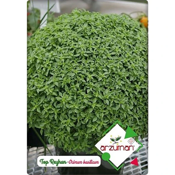 Arzuman Küçük Çiftlik Top Reyhan (Fesleğen) (100 Adet) ürün görseli 1