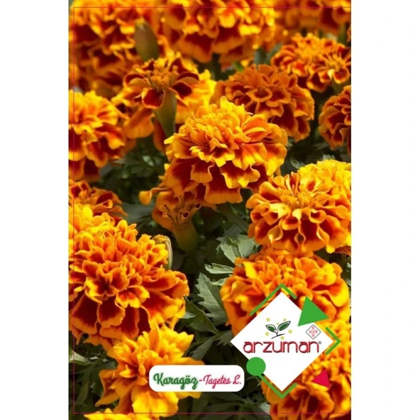 Arzuman Karagöz Çiçeği Tagetes 50'li ürün görseli 1