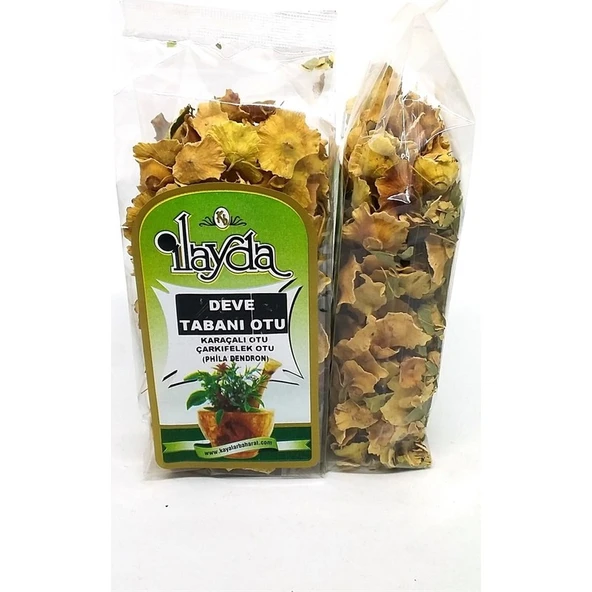 İLAYDA Deve Tabanı Otu  (Phila Dendron ) ürün görseli 1