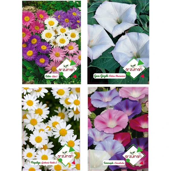 Arzuman Aster Gece Güzeli Papatya Sarmaşık Tohumu ürün görseli 1