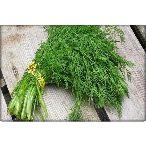 Arzuman Dereotu Tohumu (25 Gr) ürün görseli 1