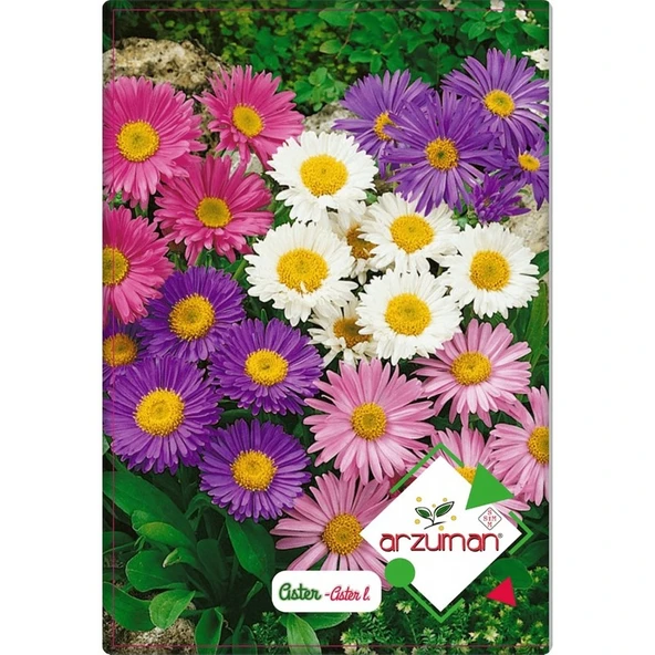 Arzuman Aster Çiçeği Tohumu (50 Adet)  Farklı Renklerde ürün görseli 1