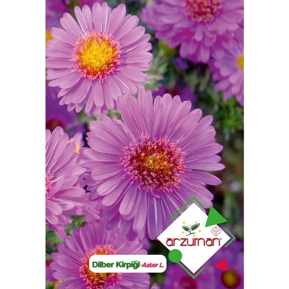 Arzuman Dilber Kirpiği (Aster L.) Çiçek Tohumu 50 Adet ürün görseli 1