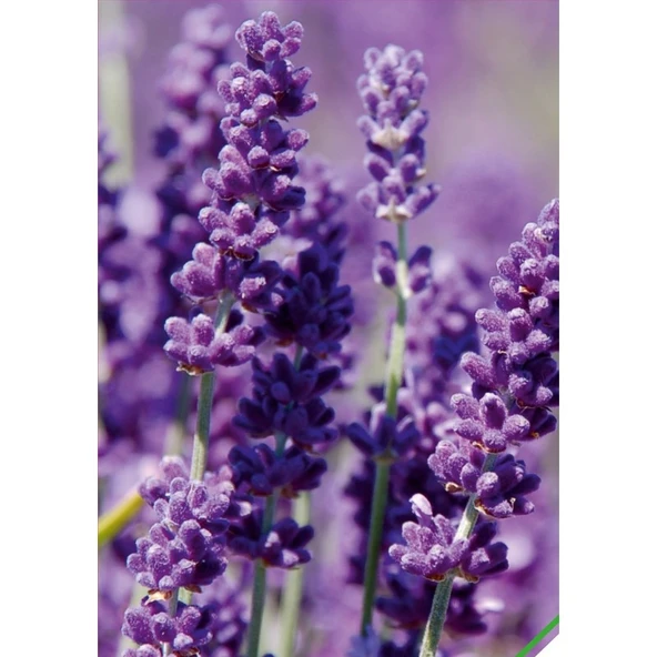 Arzuman Lavanta (Lavandula) Çiçek Tohumu 100 Adet ürün görseli 1
