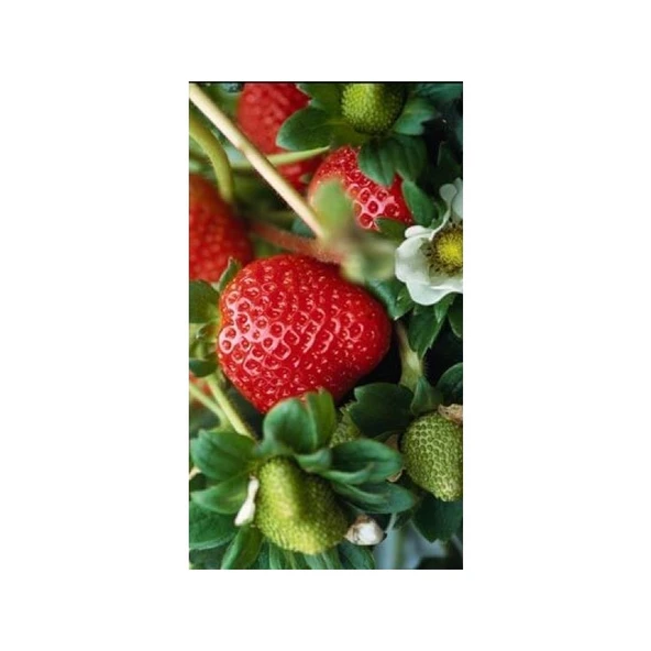 Arzuman Çilek-Fragaria ürün görseli 1